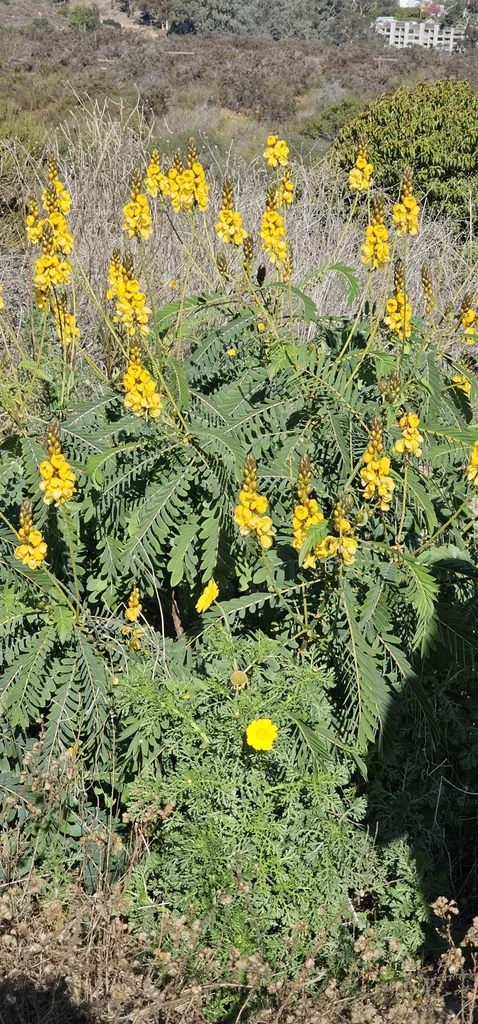 Senna Didymobotrya