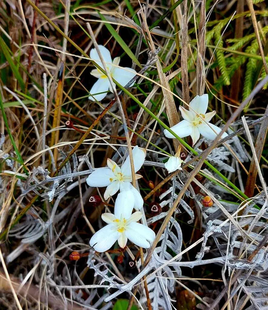 Libertia Peregrinans