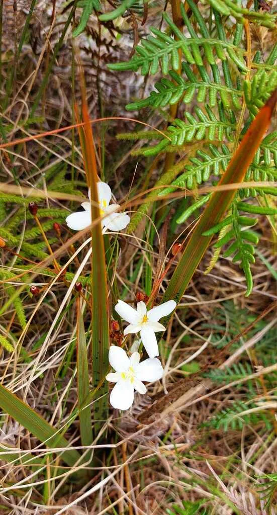 Libertia Peregrinans