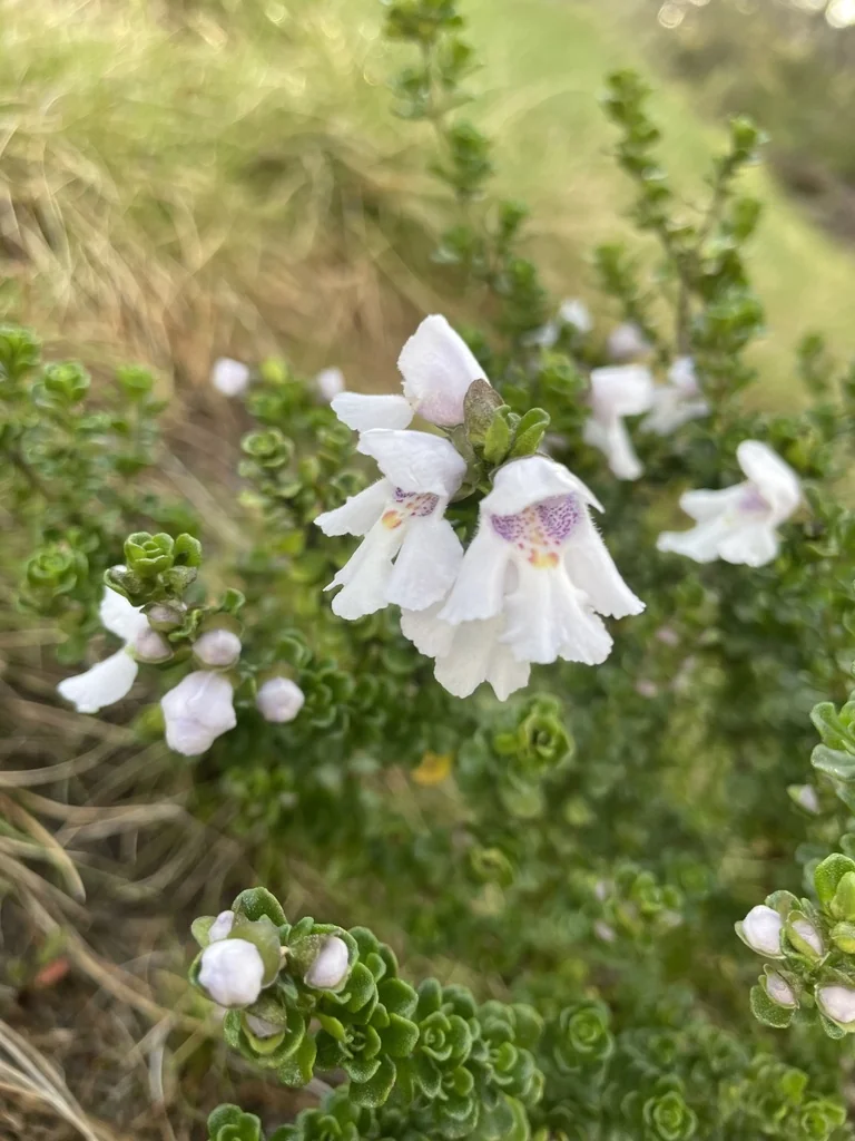 Prostanthera Cuneata