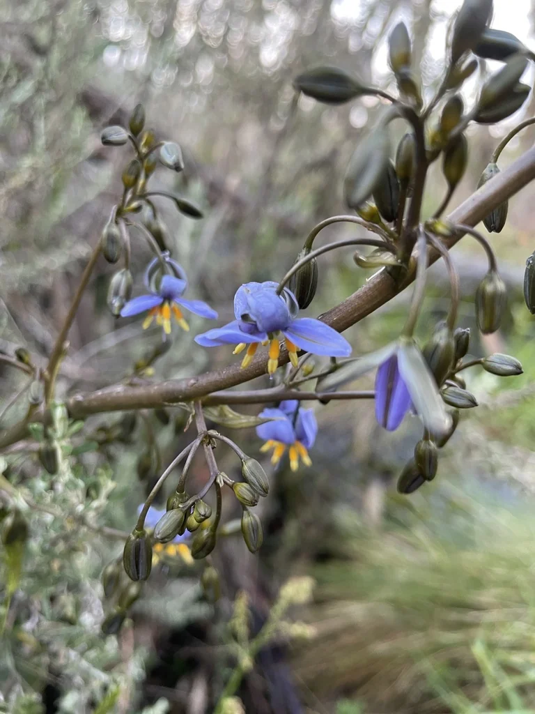 Dianella Tasmanica