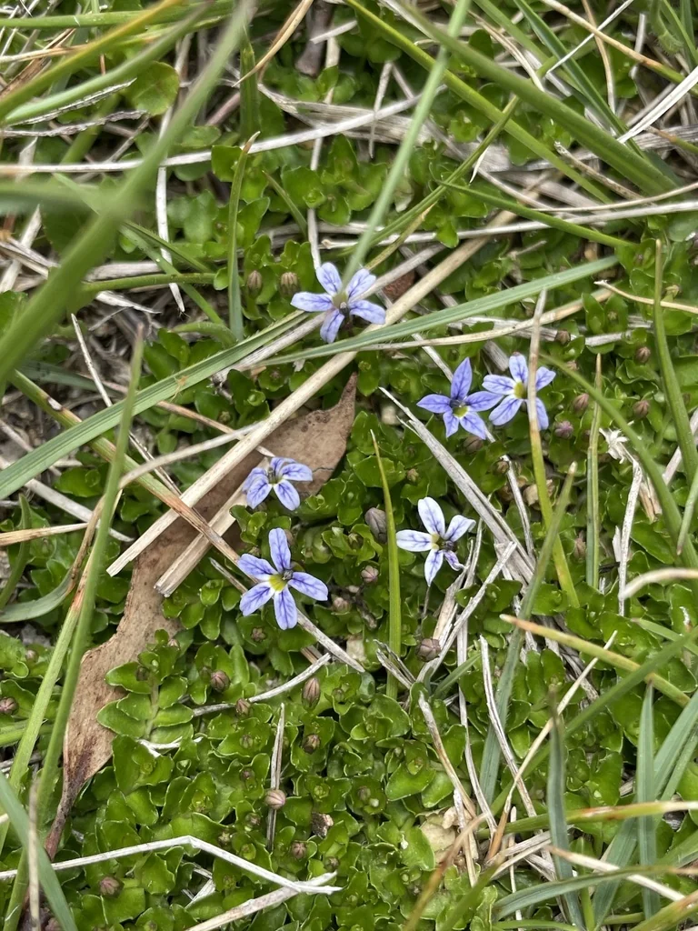 Pratia Pedunculata