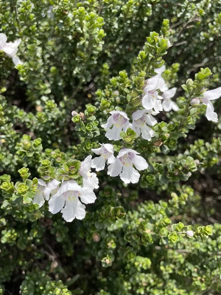 Prostanthera Cuneata