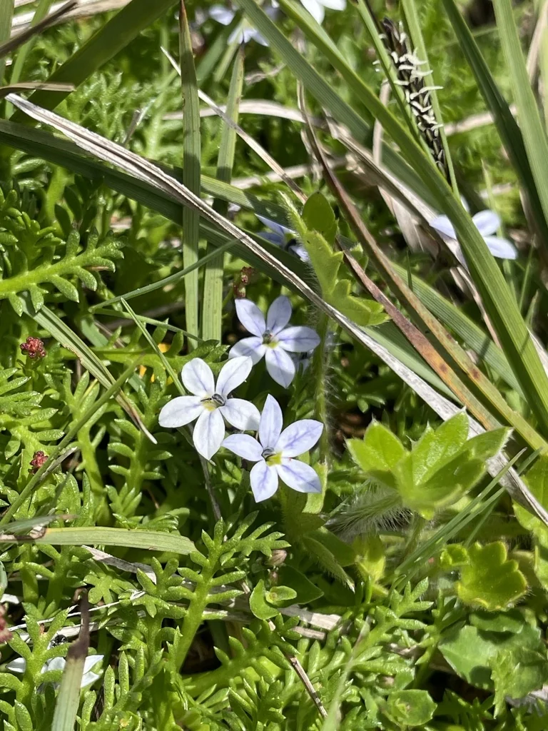Pratia Pedunculata