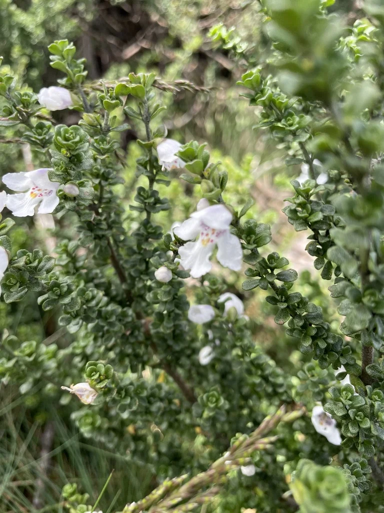 Prostanthera Cuneata