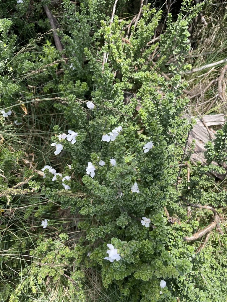Prostanthera Cuneata