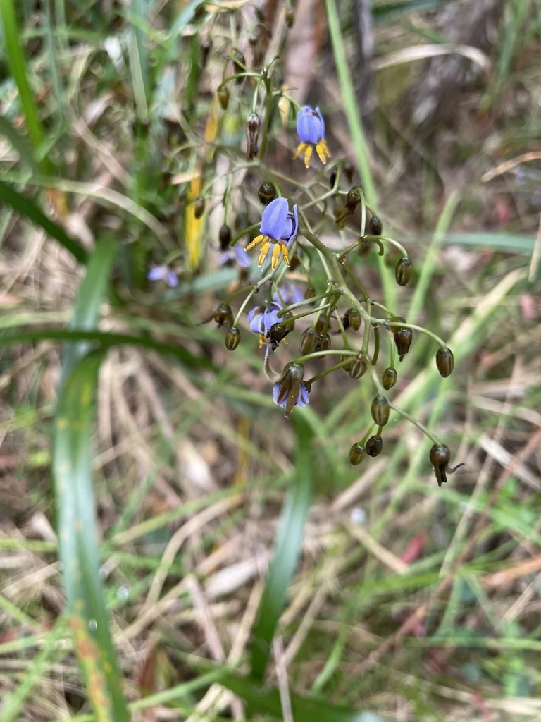 Dianella Tasmanica