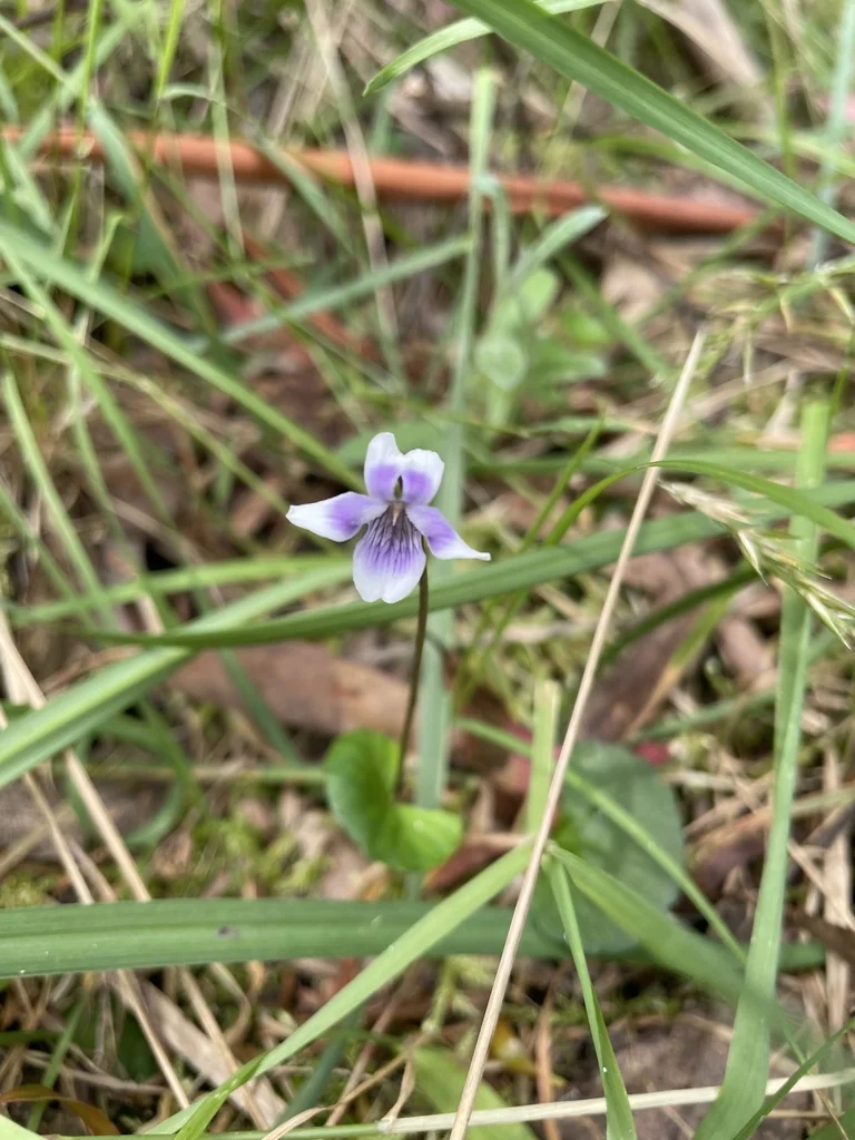 Viola hederacea