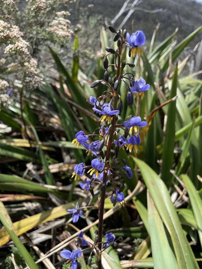 Dianella Tasmanica