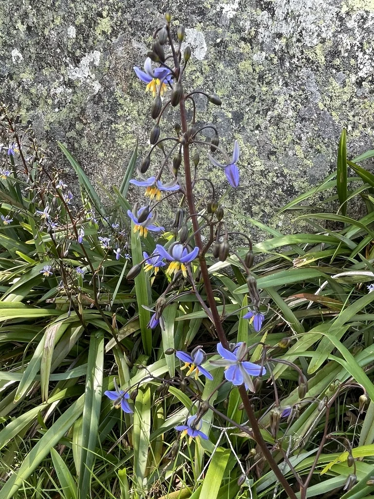 Dianella Tasmanica