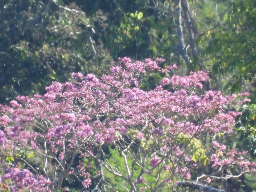 Tabebuia Impetiginosa