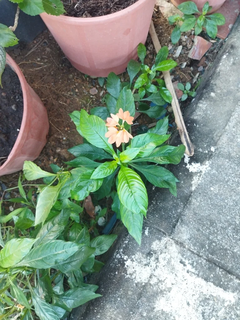 Crossandra Infundibuliformis