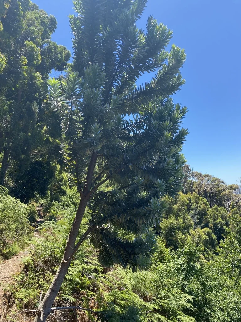 Leucadendron Argenteum