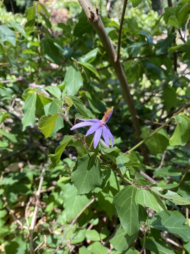 Grewia Occidentalis
