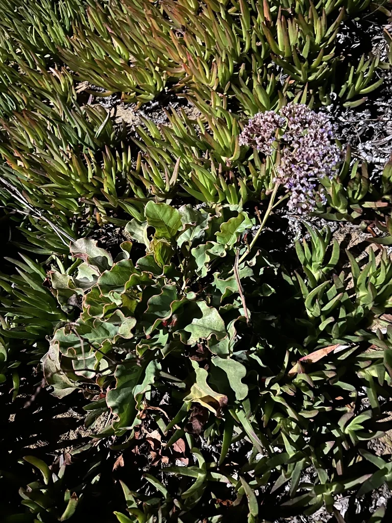 Limonium Perezii
