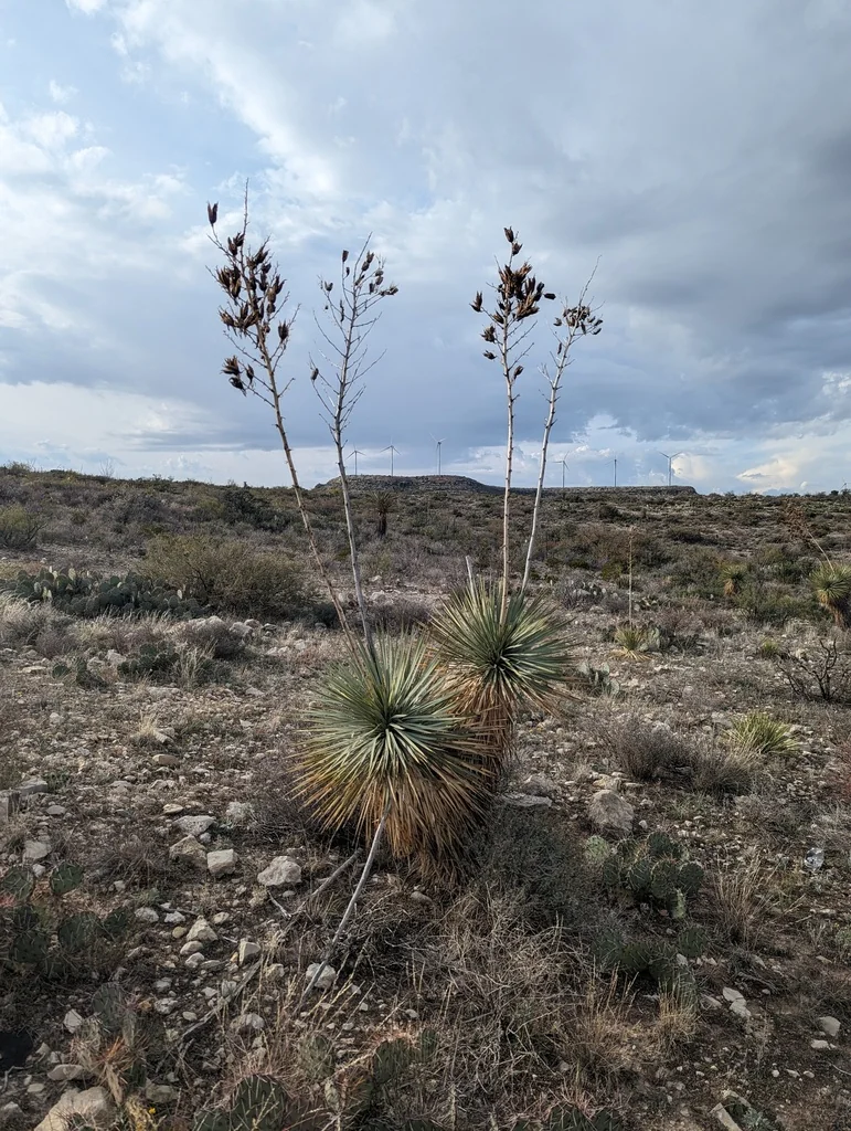 Yucca Thompsoniana
