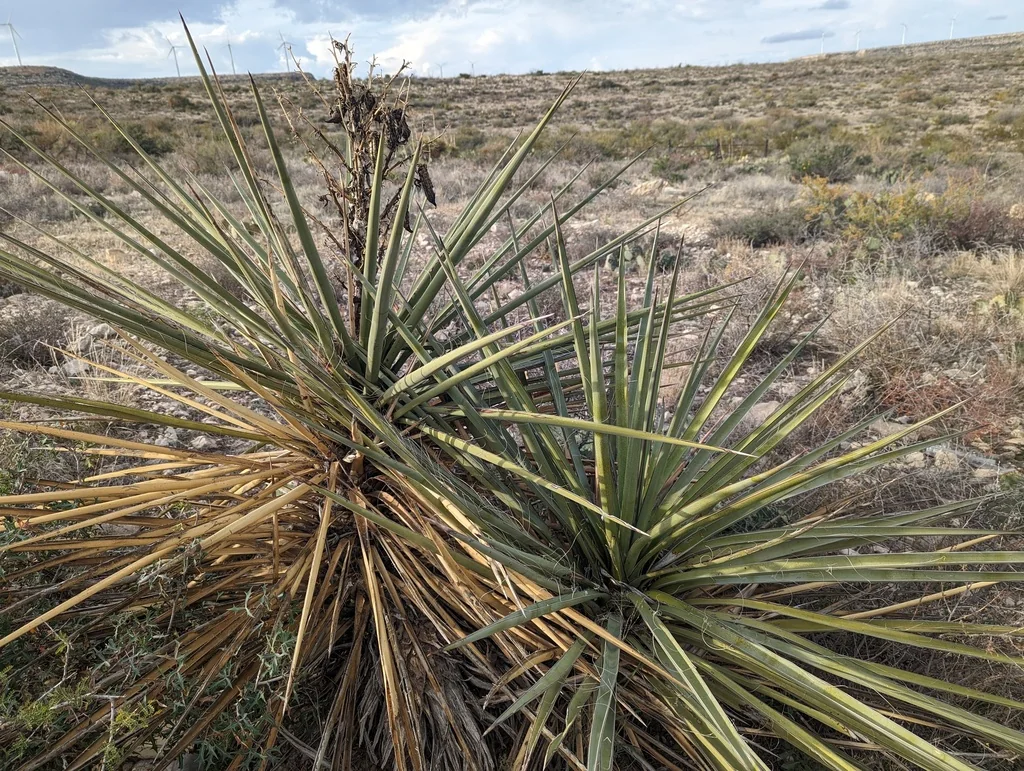 Yucca Torreyi