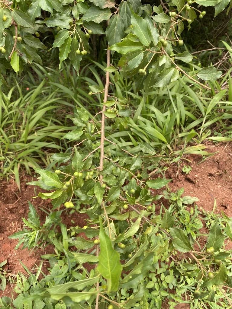 Grewia Occidentalis