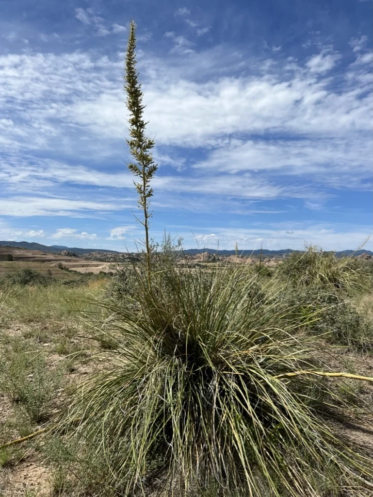 Nolina microcarpa