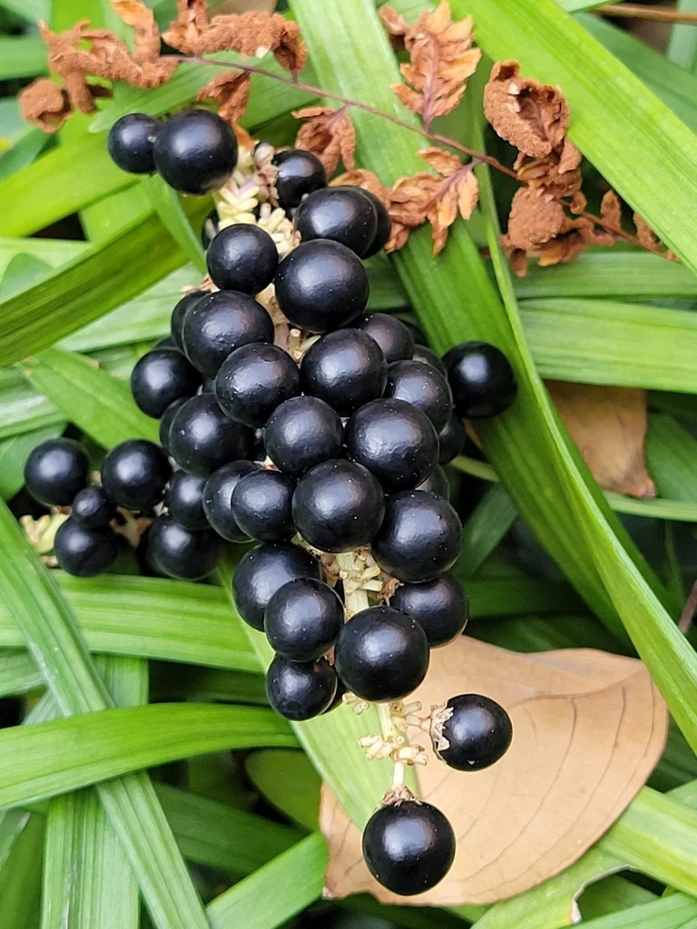 Liriope Muscari