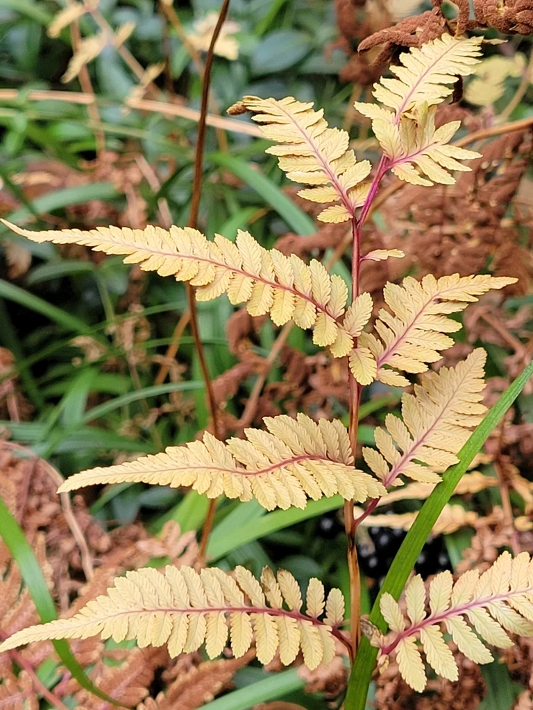 Athyrium Niponicum Var. Pictum