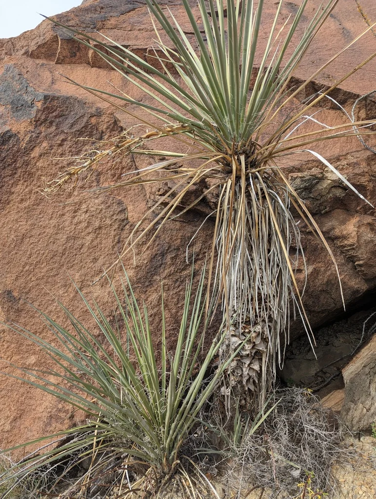 Yucca Torreyi