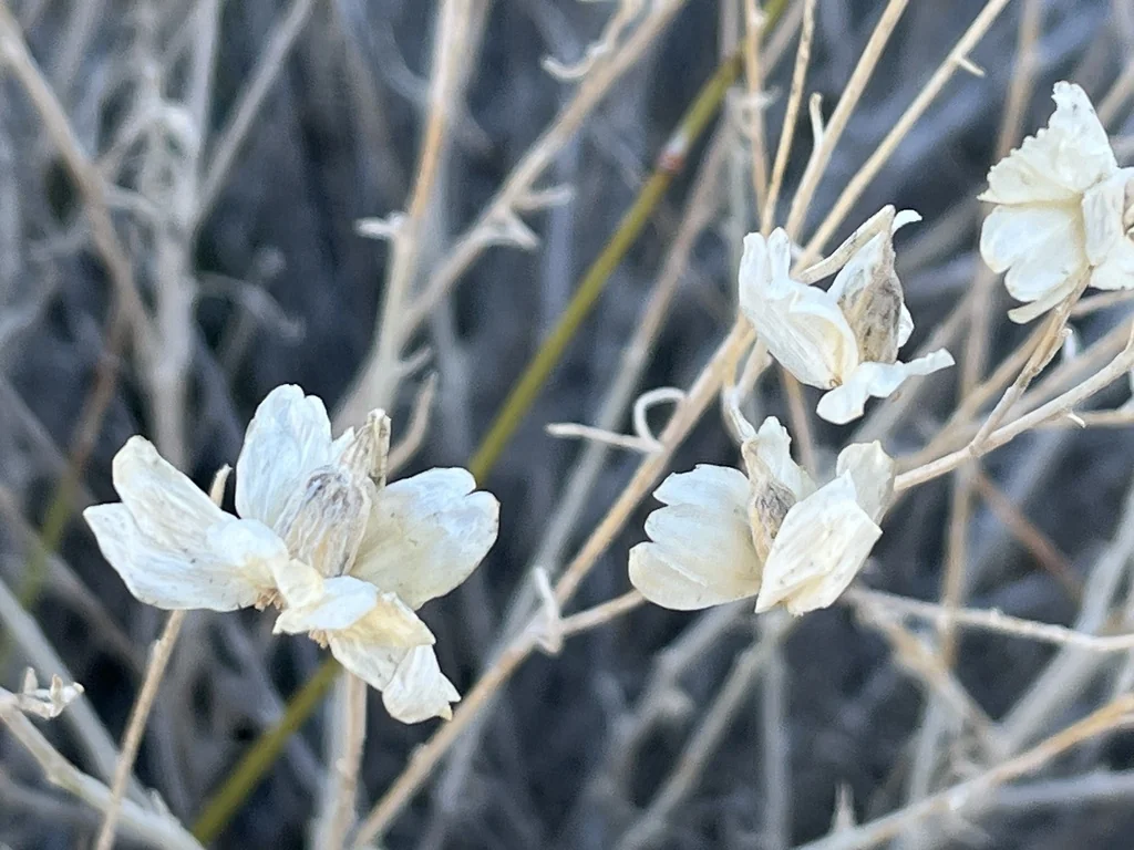 Psilostrophe Cooperi