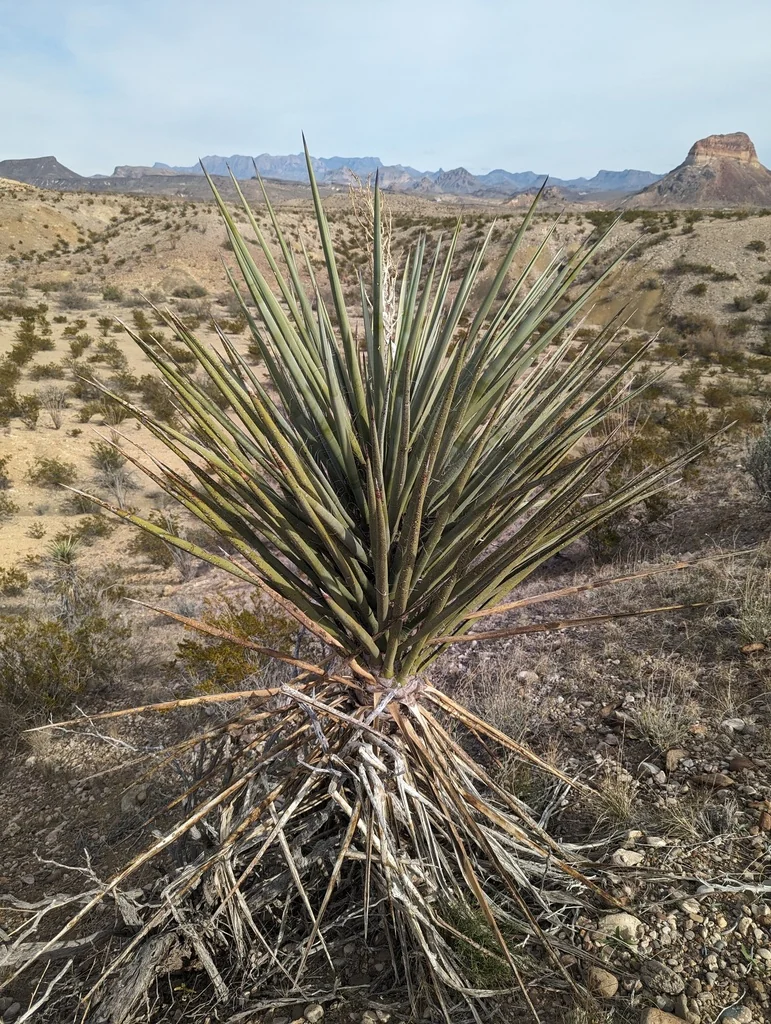Yucca Torreyi