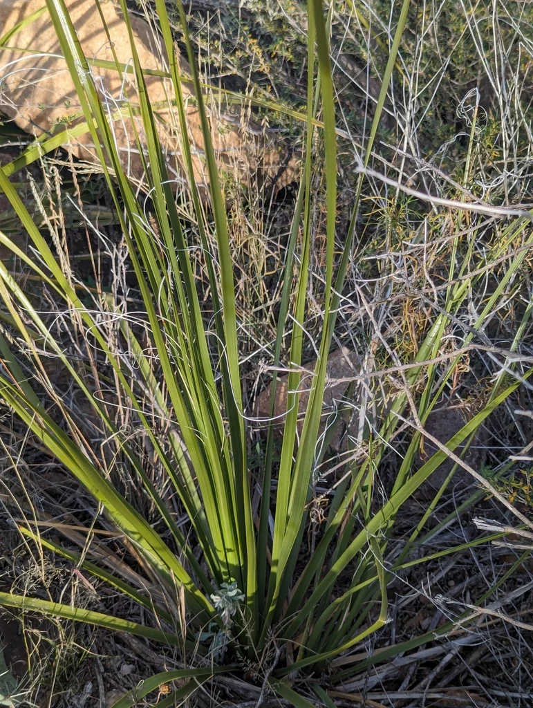 Dasylirion Leiophyllum