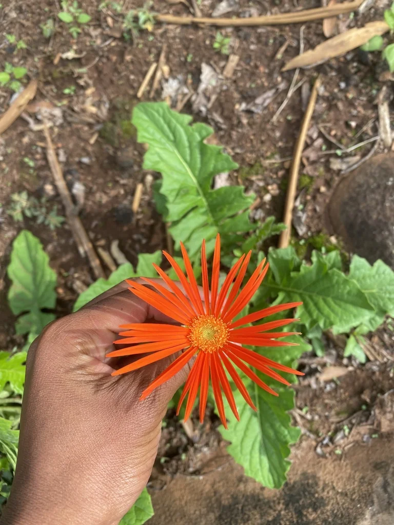 Gerbera Jamesonii