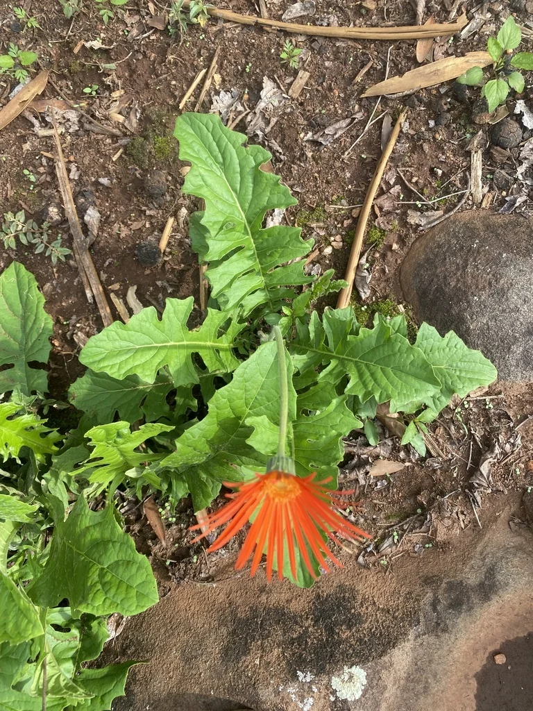 Gerbera Jamesonii