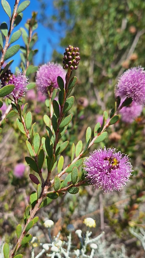 Melaleuca Nesophila