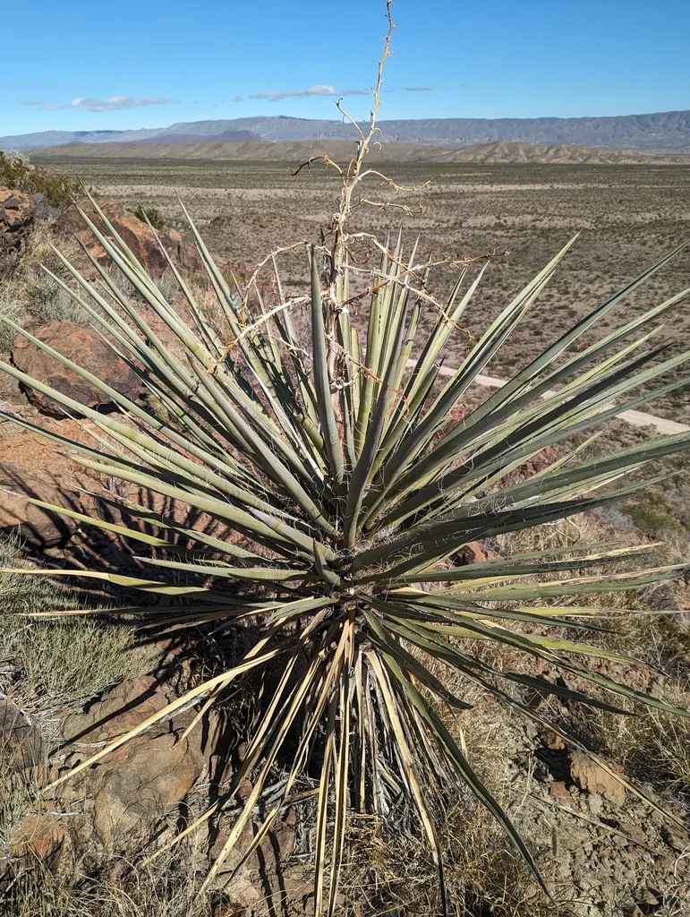 Yucca Torreyi