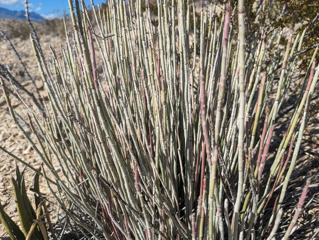 Euphorbia Antisyphilitica