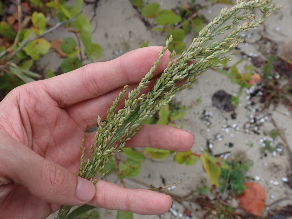 Panicum Amarum