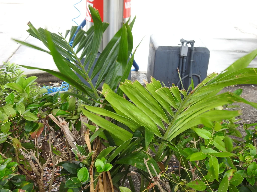 Ptychosperma Elegans