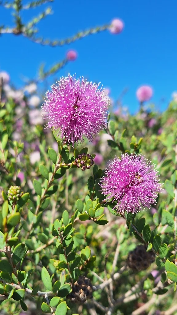 Melaleuca Nesophila