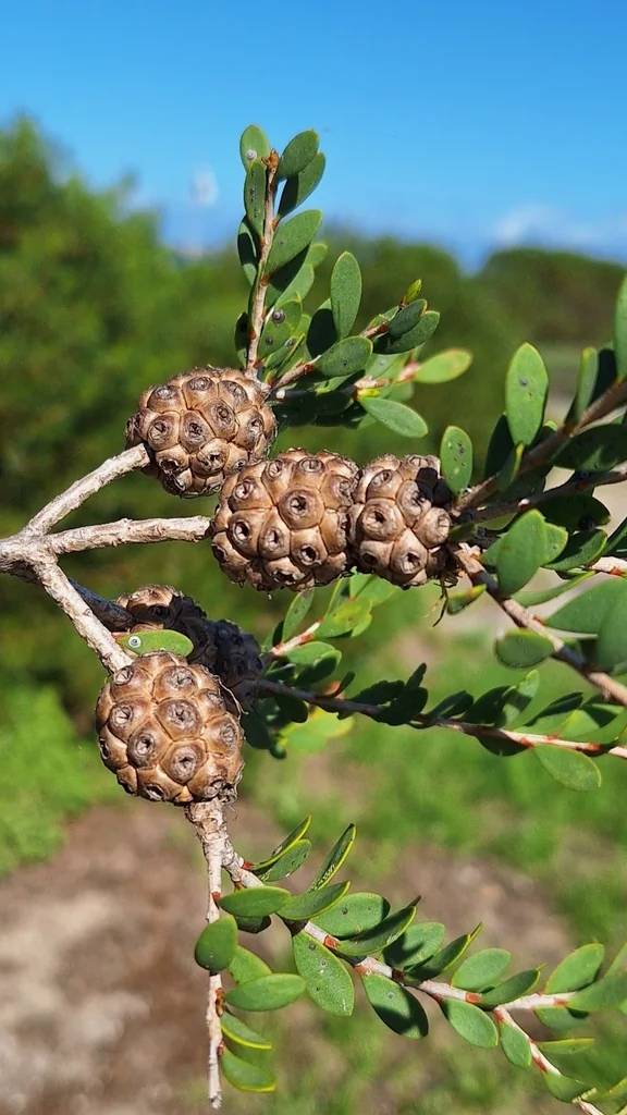Melaleuca Nesophila