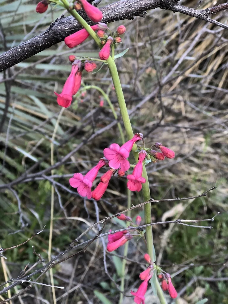 Penstemon Parryi