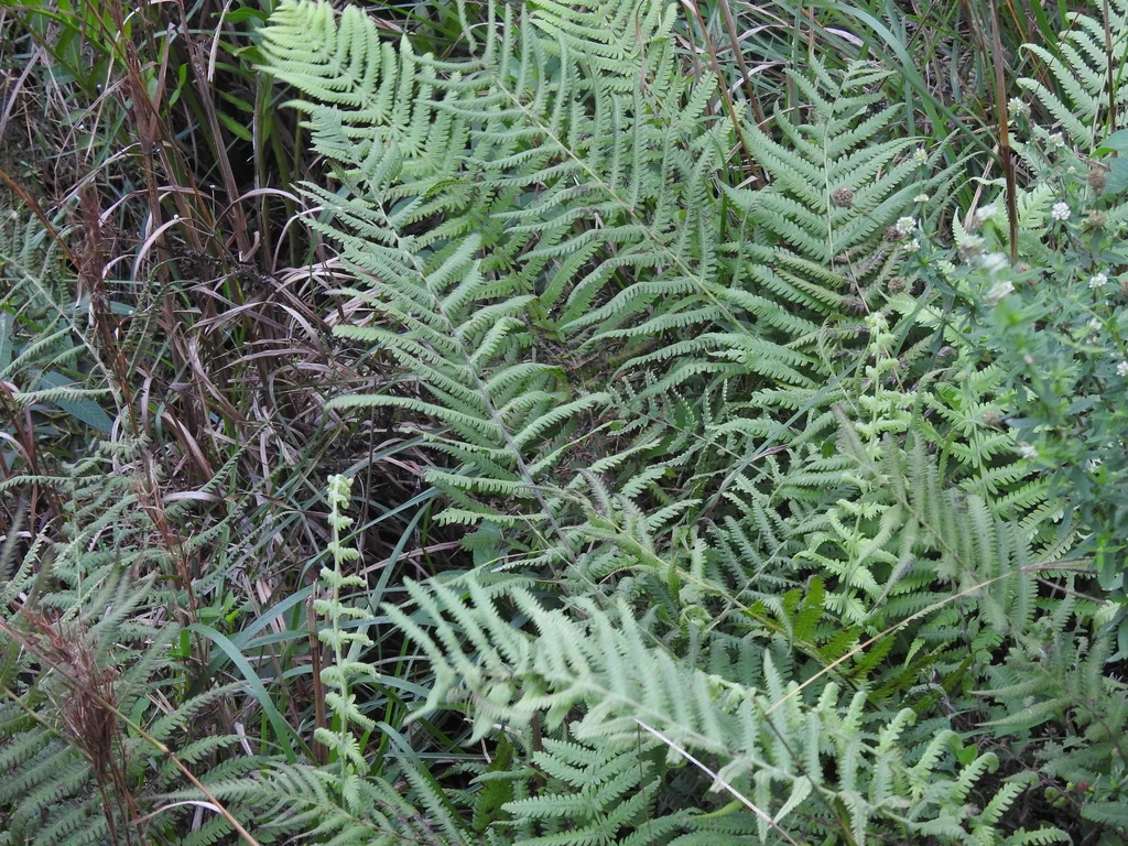 Thelypteris Normalis