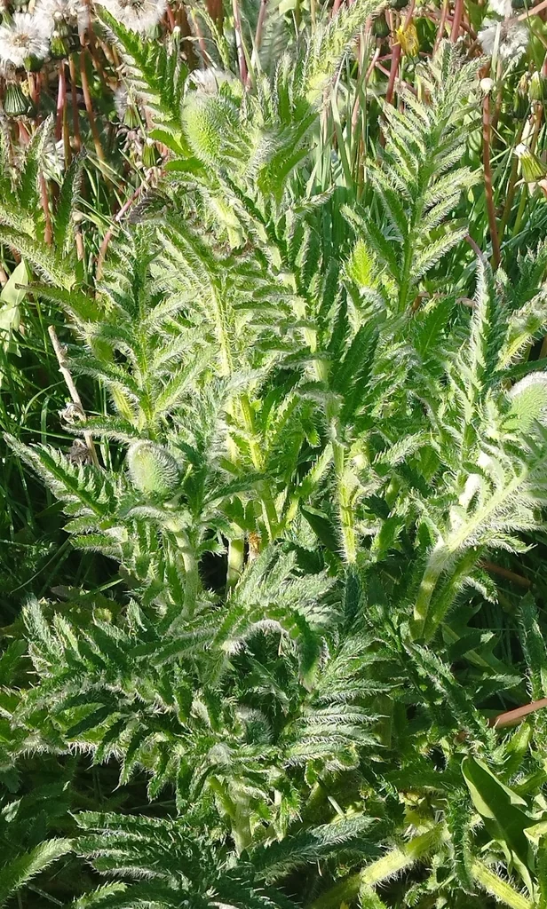 Papaver Orientale