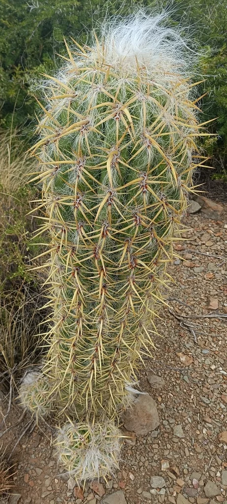 Oreocereus Celsianus