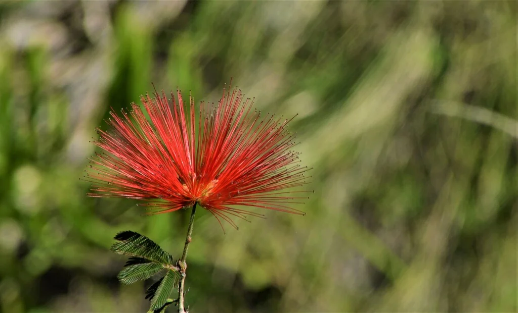 Calliandra Tweedii