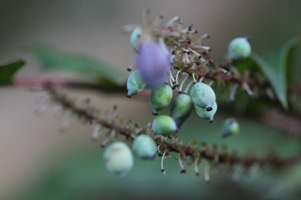 Mahonia Lomariifolia