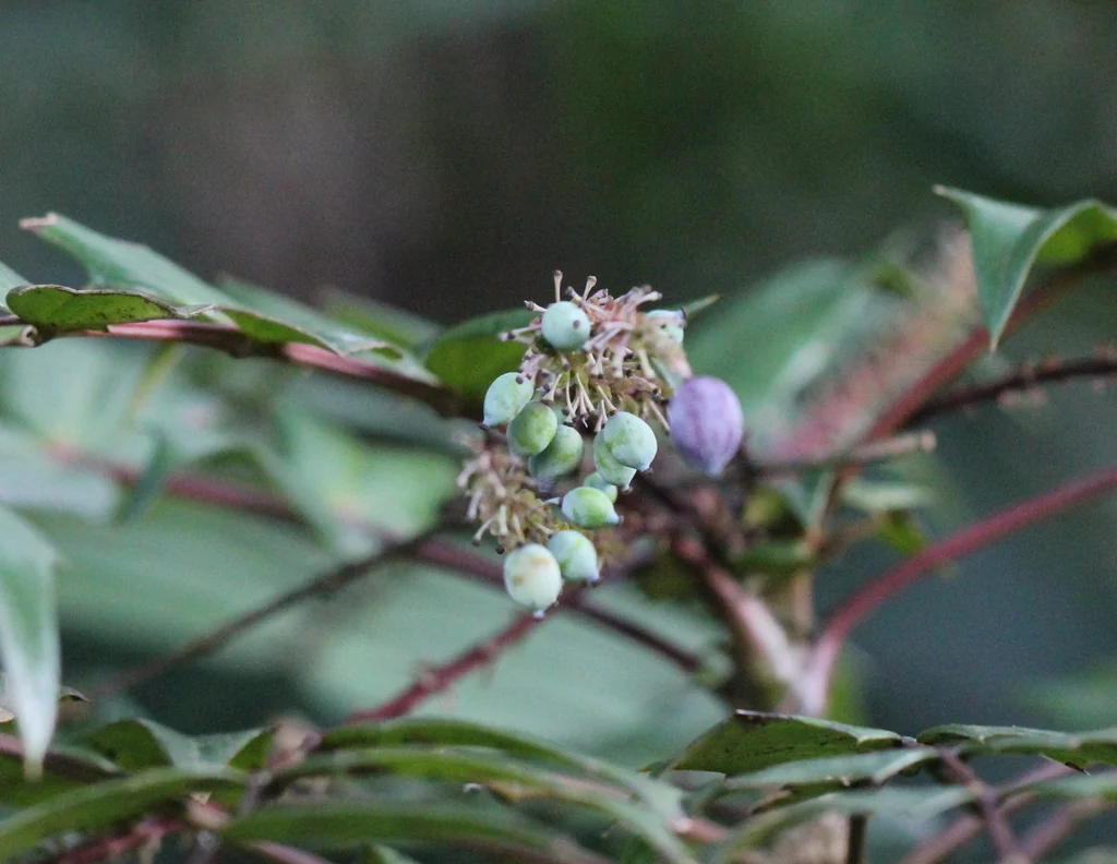 Mahonia Lomariifolia