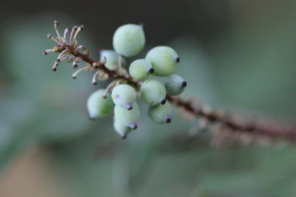 Mahonia Lomariifolia