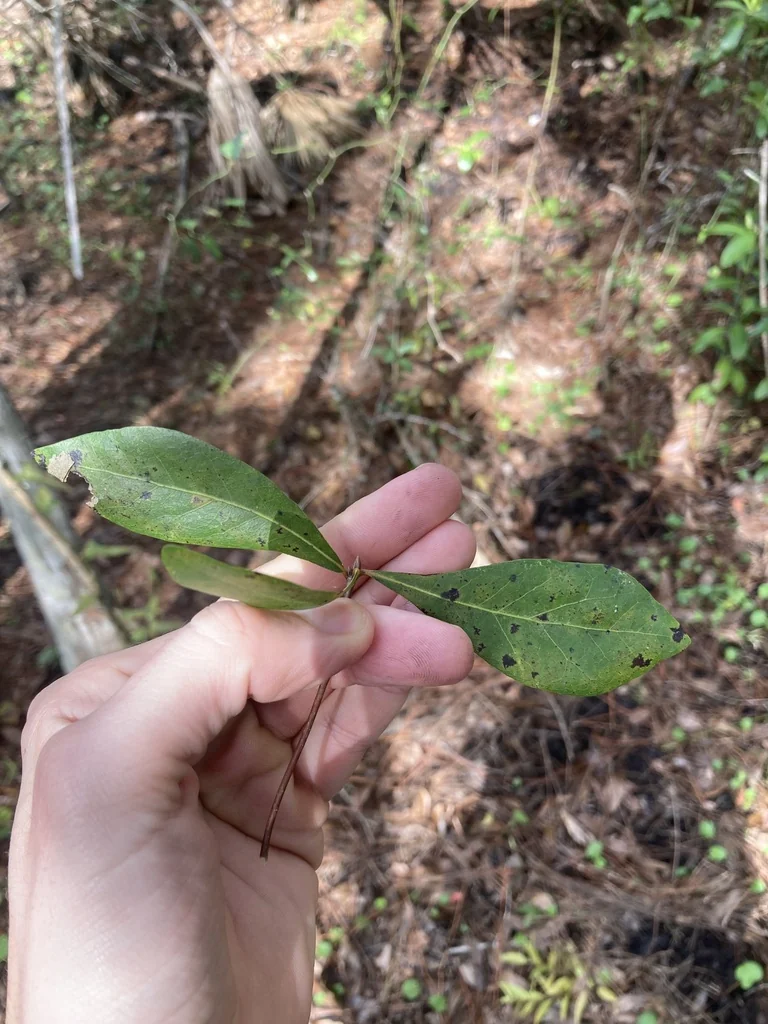 Quercus laurifolia