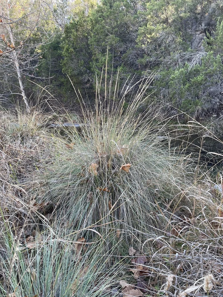 Muhlenbergia Lindheimeri