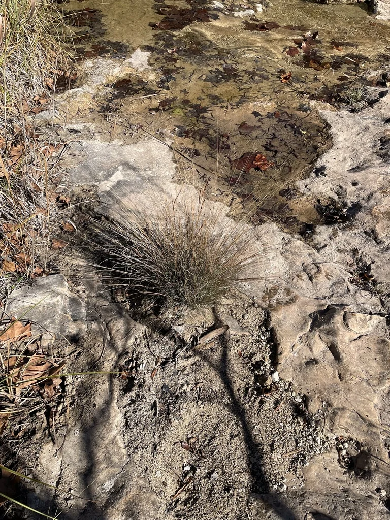 Muhlenbergia Reverchonii