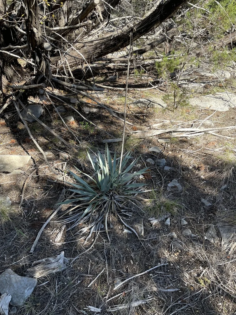 Yucca Pallida